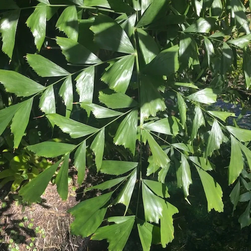 Пальма рыбий хвост (Caryota urens) семена 3 шт