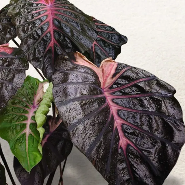 Колоказия Псайлок (Colocasia Psylocke) корневище