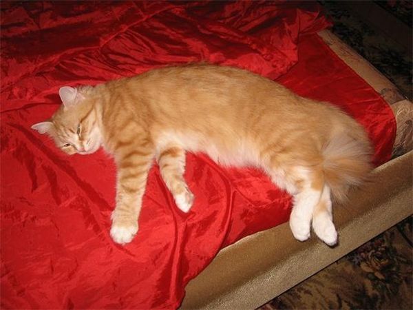Кошачий отдых: сны и сновидения Кошачий отдых: сны и сновидения