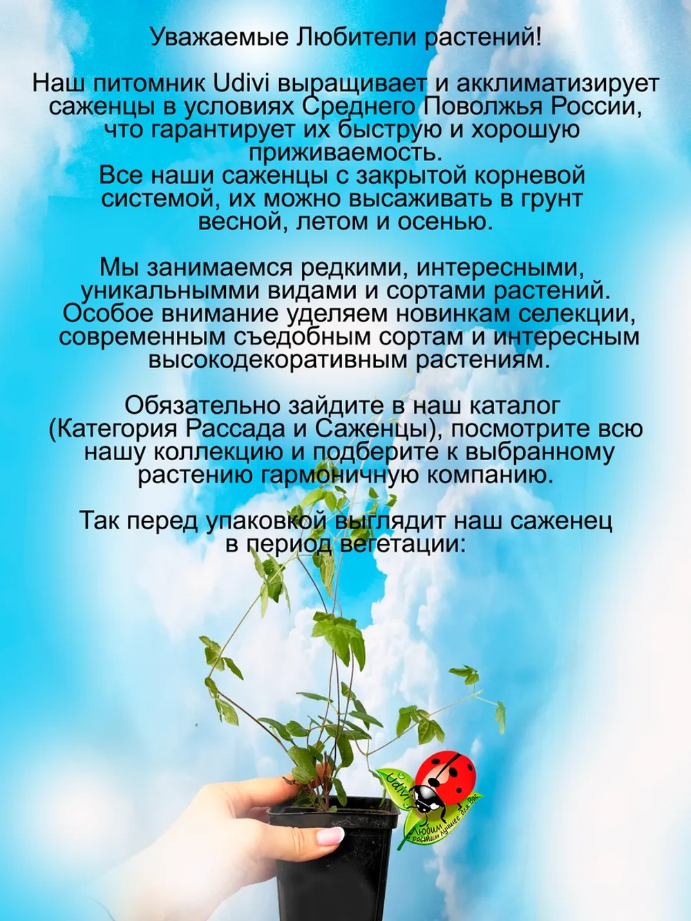 Клематис Сёдертелье неукрывной
