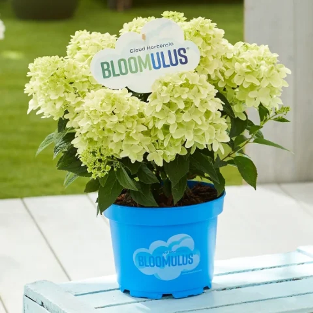 Нимбус Облачная серия (Bloomulus Nimbus) р14 Европа весна 2027 г.