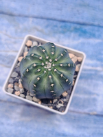Echinocereus Pulchellus venustus (Эхиноцереус)