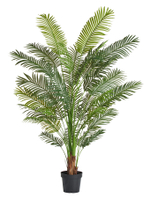 Пальма Арека Хризалидокарпус New(Нью) 210 см (Sensitive Botanic/Сенситив Ботаник)