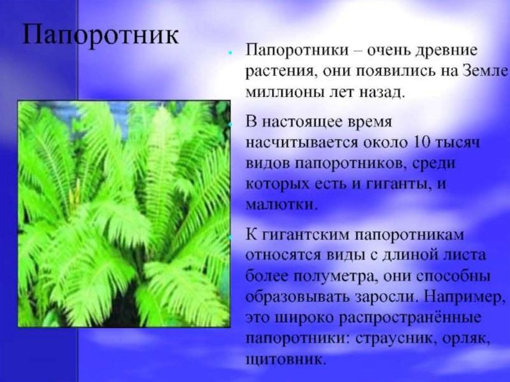 Модель-аппликация Размножение папоротника — купить по ФГОС | Учебный стандарт Модель-аппликация Размножение папоротника — купить по ФГОС | Учебный стандарт
