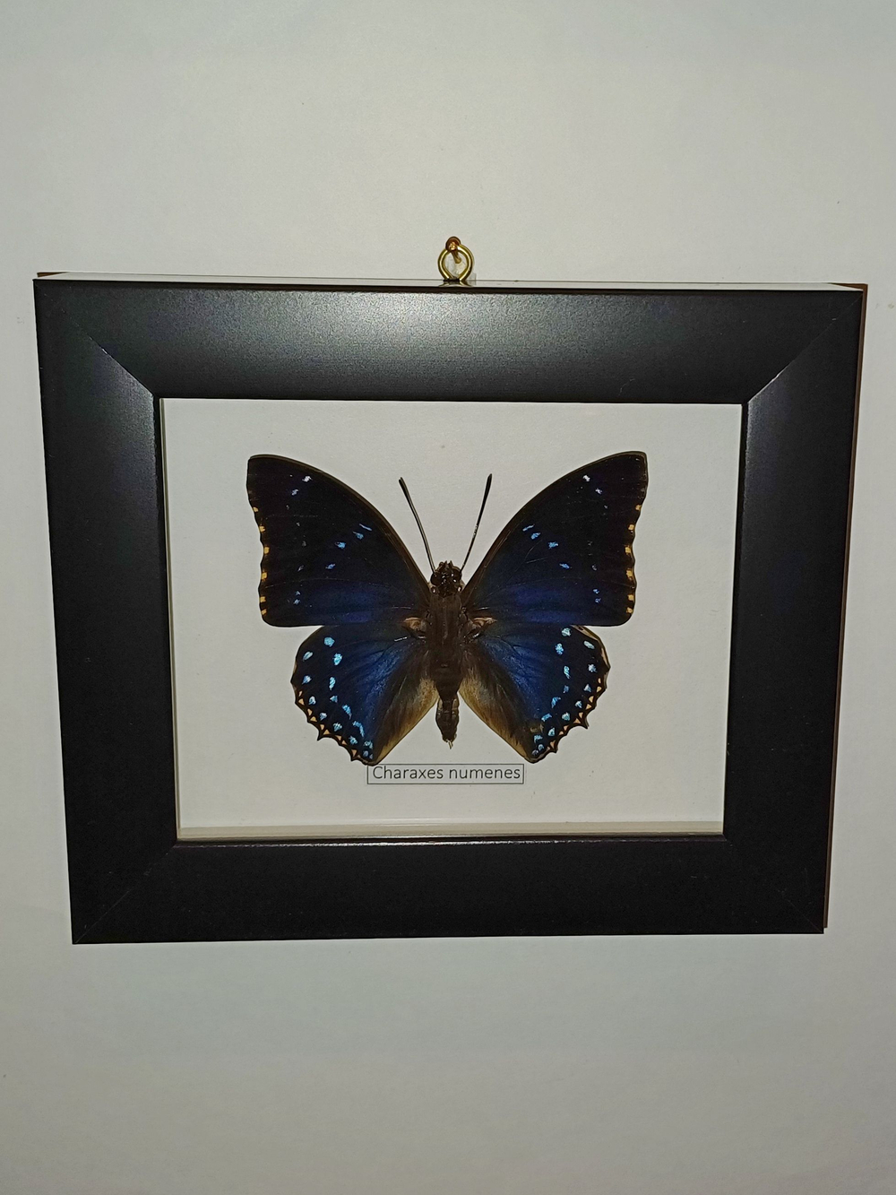 Бабочка Charaxes numenes в рамке