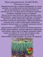 Ирис Джеральд Дарби разноцветный