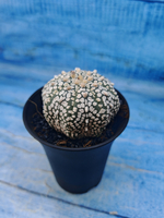 Astrophytum Asterias (Астрофитум)