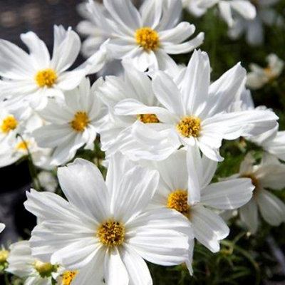 Космея Аполло белая White