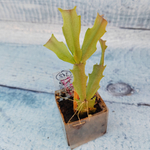 Schlumbergera Thor Wild Cactus White (Декабрист)