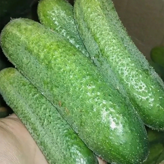 Клодин F1 семена огурца партенокарпического (Seminis /ALEXAGRO) продукт – фото 4