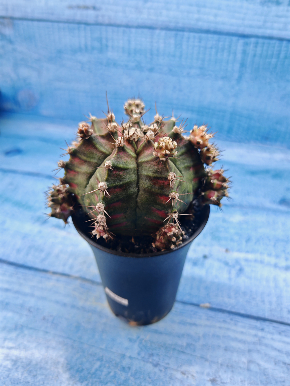 Gymnocalycium T-Rex Pink hybrid (Гимнокалициум T-rex)