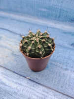 Gymnocalycium Friedrichii (Гимнокалициум)