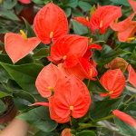Антуриум Андре PERITO ORANGE
