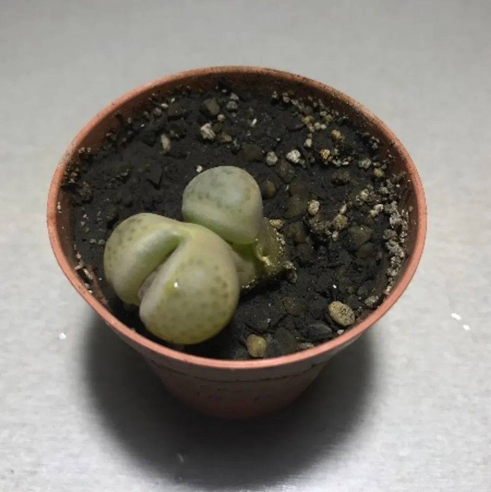 Литопс (C-266, MG590 Lithops fulviceps v. fulviceps) растение