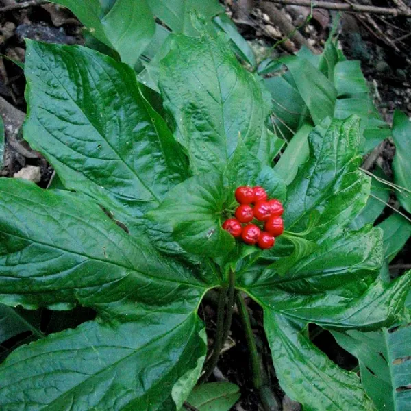 Такка пальмата (Tacca palmata) семена 2 шт