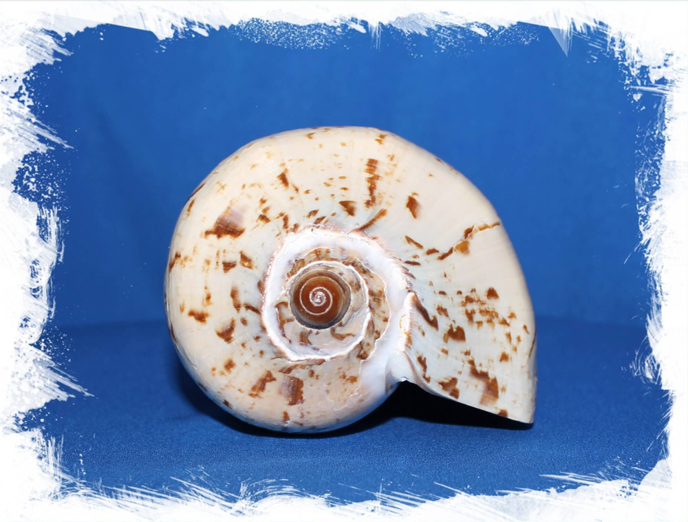 Cymbiola nobilis