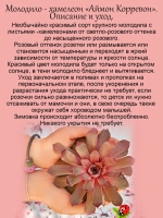 Молодило Аймон Корревон розовое гигантское