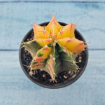 Gymnocalycium Variegata (Гимнокалициум Вариегатный)