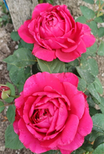 РОЗА ЧЕТЫРНХ ВЕТРОВ (Rose des 4 Vents )