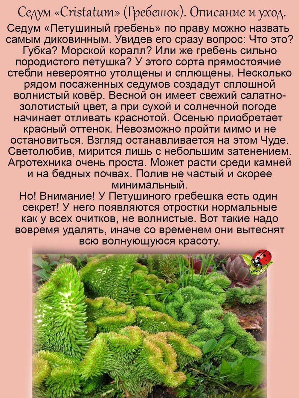 Седум Петушиный гребень Кристатум очиток