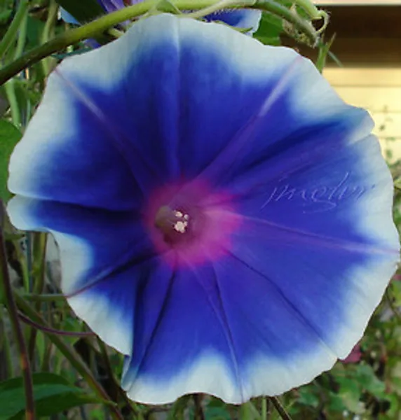 Ipomoea Blue Reflections (Ипомея) семена