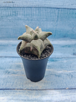 Astrophytum Myriostigma monstrosa (Астрофитум)