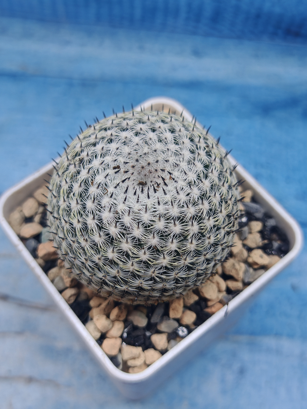 Mammillaria Microthele Superfina (Маммилярия)
