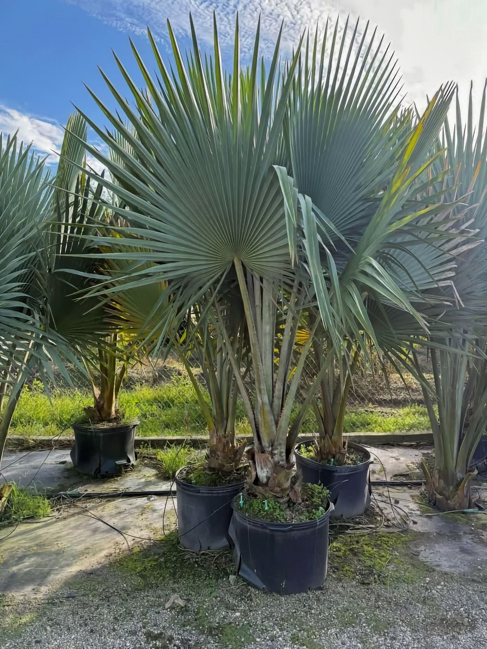 Коперниция фальяэнсис Copernicia fallaensis семена 2 штуки