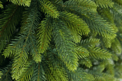 TAIGA 100%PU Ель искусственная Тайга литая 100% 250 см