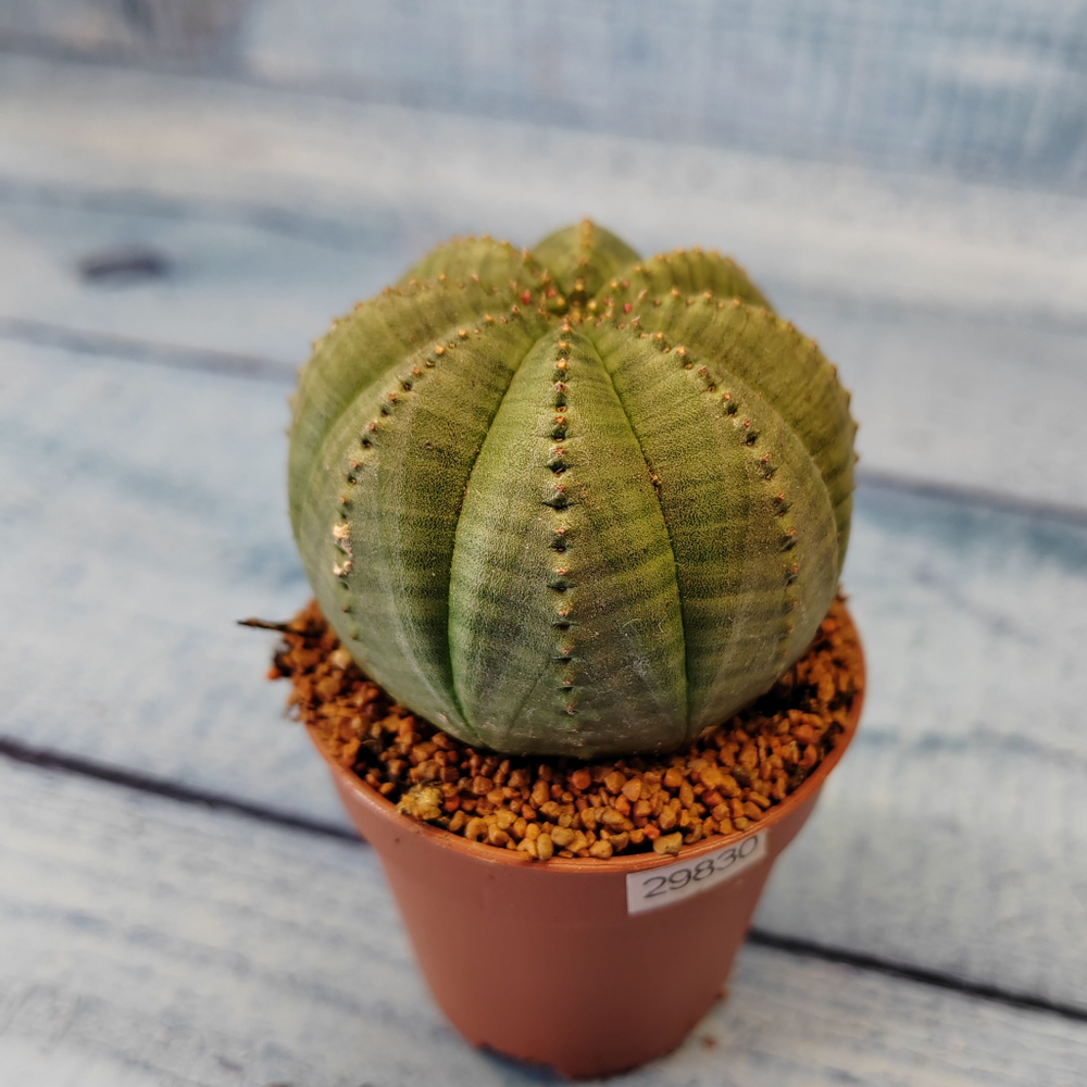 Euphoria Obesa (Эуфорбия)