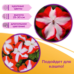 Семена Бархатцы низкорослые желтые махровые Марвел + торфяные таблетки Jiffy в подарок, 5шт