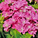 Меджикал Фарфалла (Magical Farfalla) р9 2027 г.
