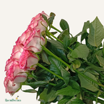 Фон карточки (2).png