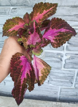 Коралловый закат ОП колеус_Сейчас