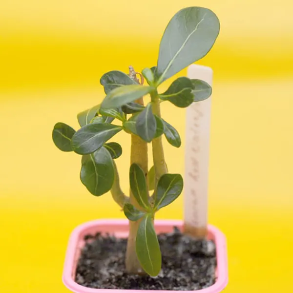 Adenium Obesum Red Waterfal