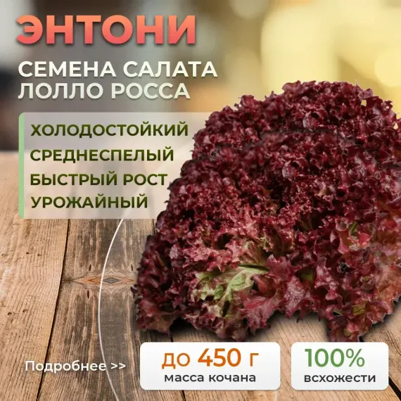 Энтони — урожай салата, фото 1