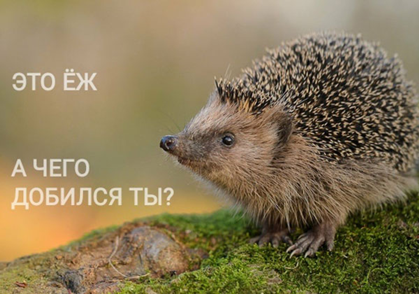 Ежиная история