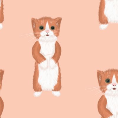 Рыжий котик