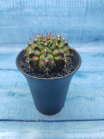 Gymnocalycium T-Rex Pink hybride (Гимнокалициум T-rex)