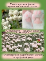 Антенария Белая Кошачья лапка