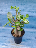 Adenium Baobab (Адениум)