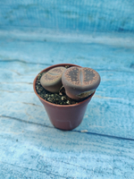 Lithops sp. (Литопсы)