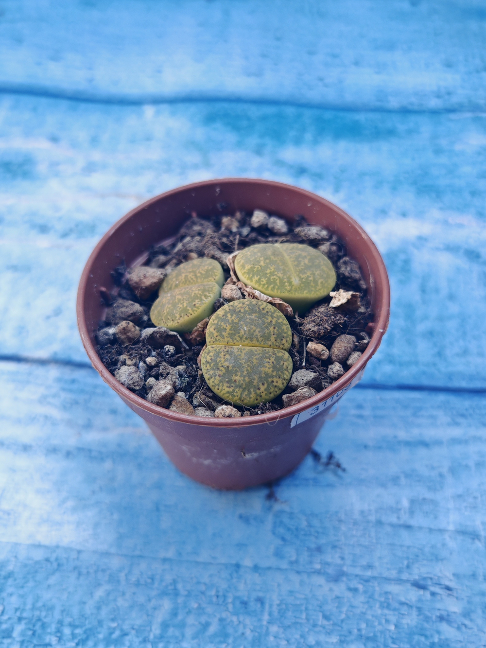 Lithops sp. (Литопсы)