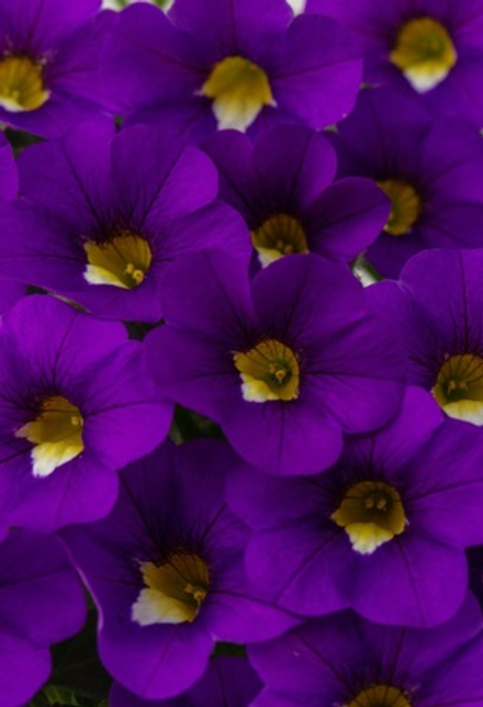 НОВИНКА 2027! ЕВРО Калибрахоа Calistatic Violaceous укоренный черенок НАЧАЛО ДЕКАБРЯ поставка 2