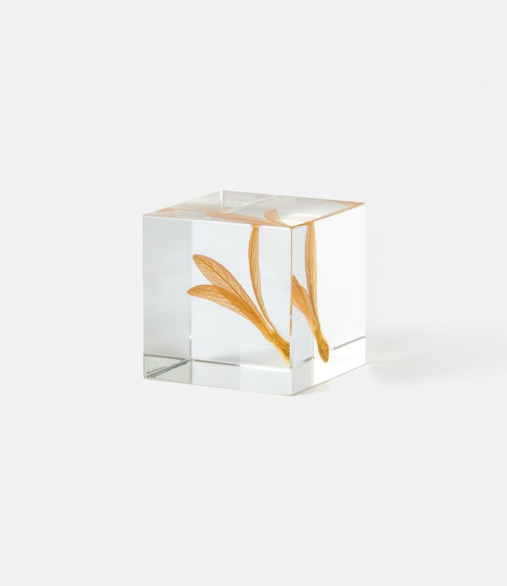 Sola Cube Ant Tree — куб из акриловой смолы