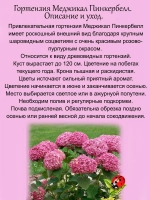 Гортензия Мэджикал Пинкербелл древовидная розовая