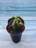 Astrophytum Myriostigma variagate (Астрофитум вариегатный)