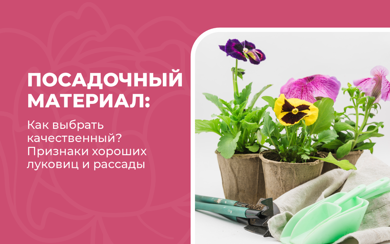 Как выбрать качественный посадочный материал: признаки хороших луковиц и рассады Как выбрать качественный посадочный материал: признаки хороших луковиц и рассады