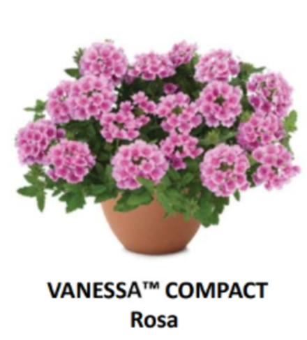 ЕВРО Вербена Vanessa Compact Rosa укорененный ЕВРО черенок НАЧАЛО ЯНВАРЯ поставка 5